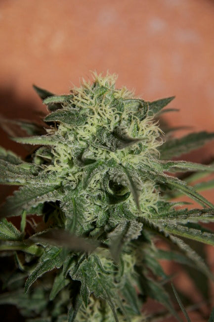 Lemon Skunk Auto Feminized Seeds - Bulk x 100