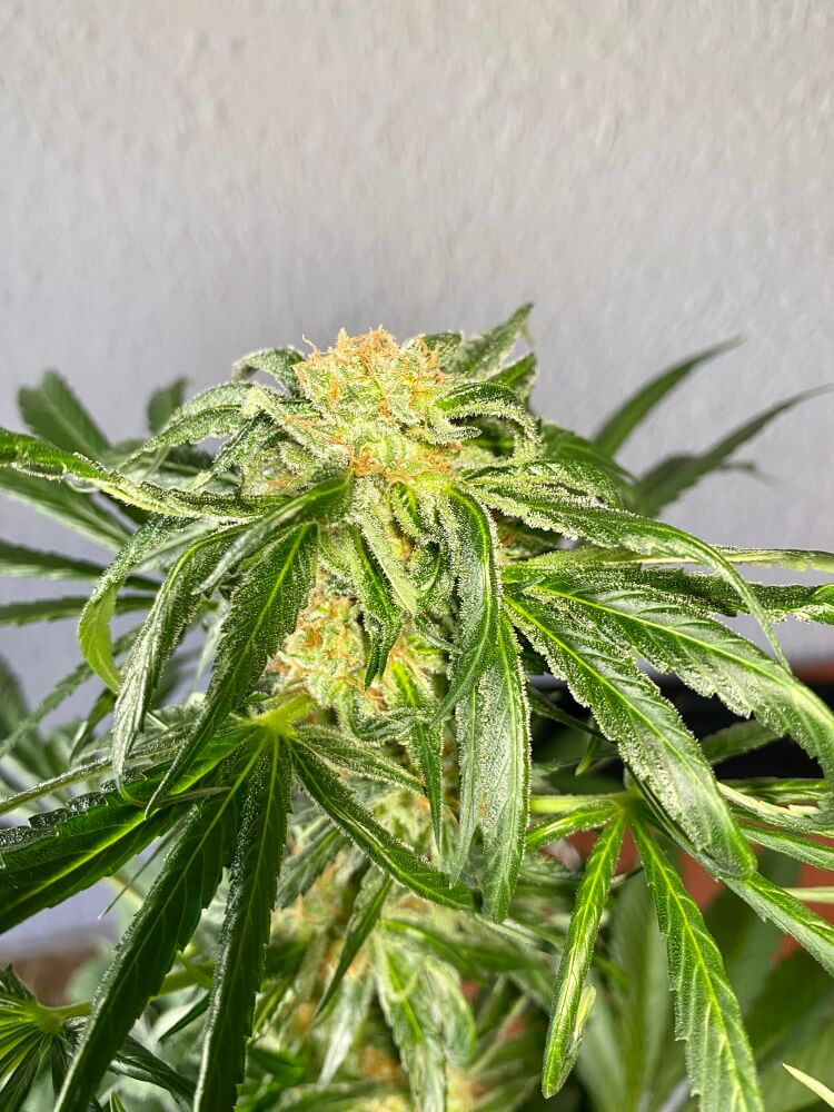 Jack Herer FAST Feminized Seeds - BULK x 100