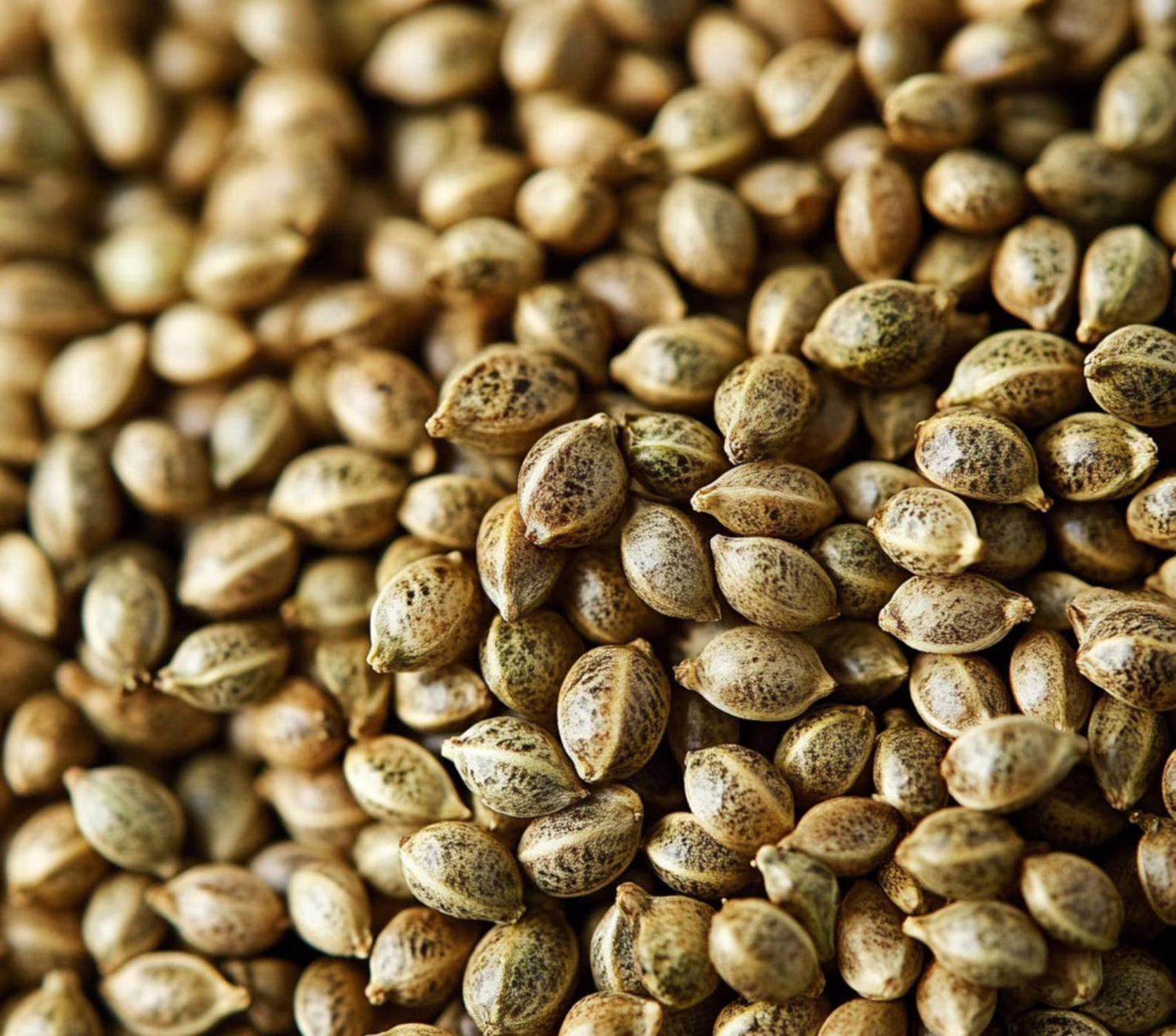 Seeds